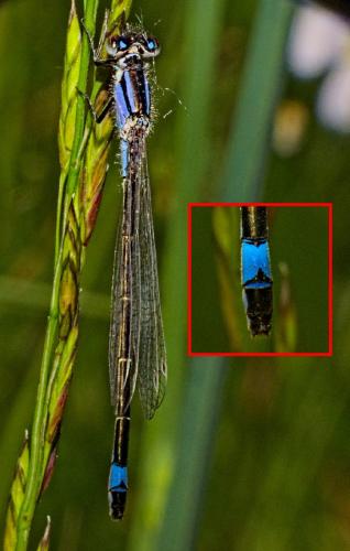 Ischnura elegans